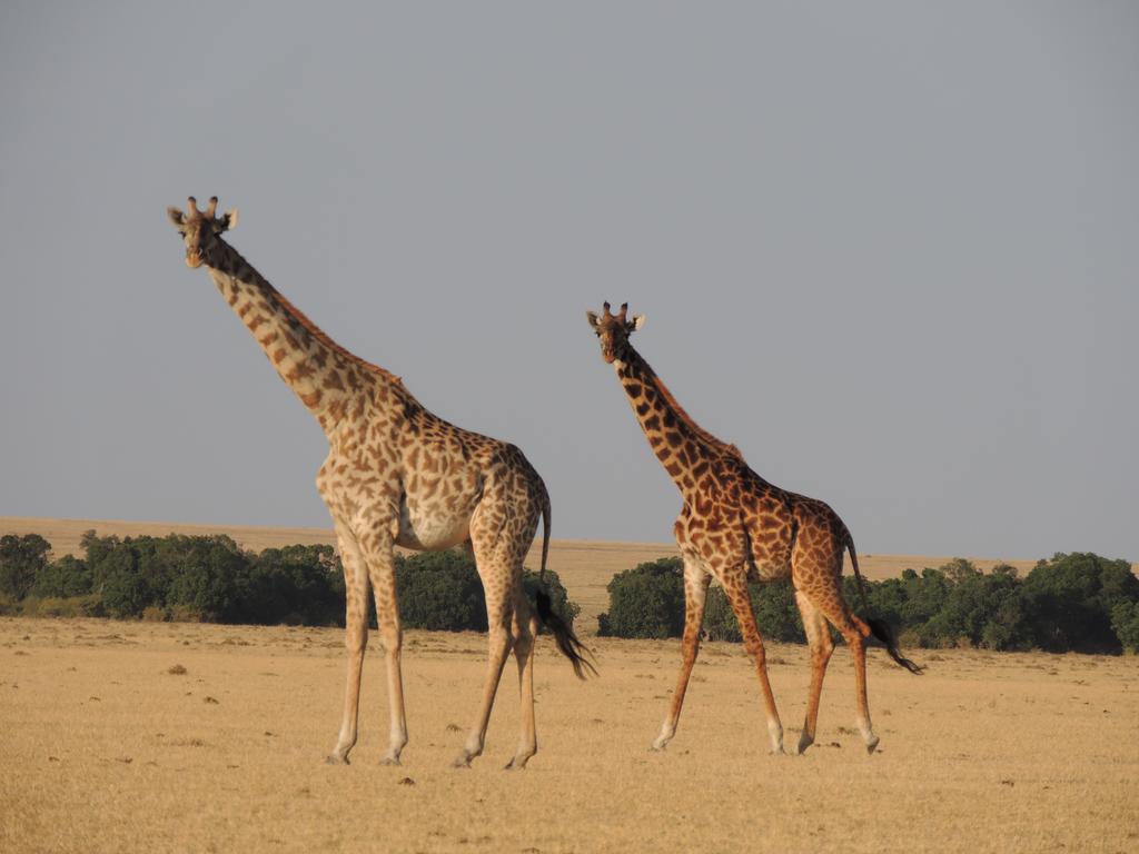 Loyk Mara Luxury Camp Maasai Mara Exterior foto