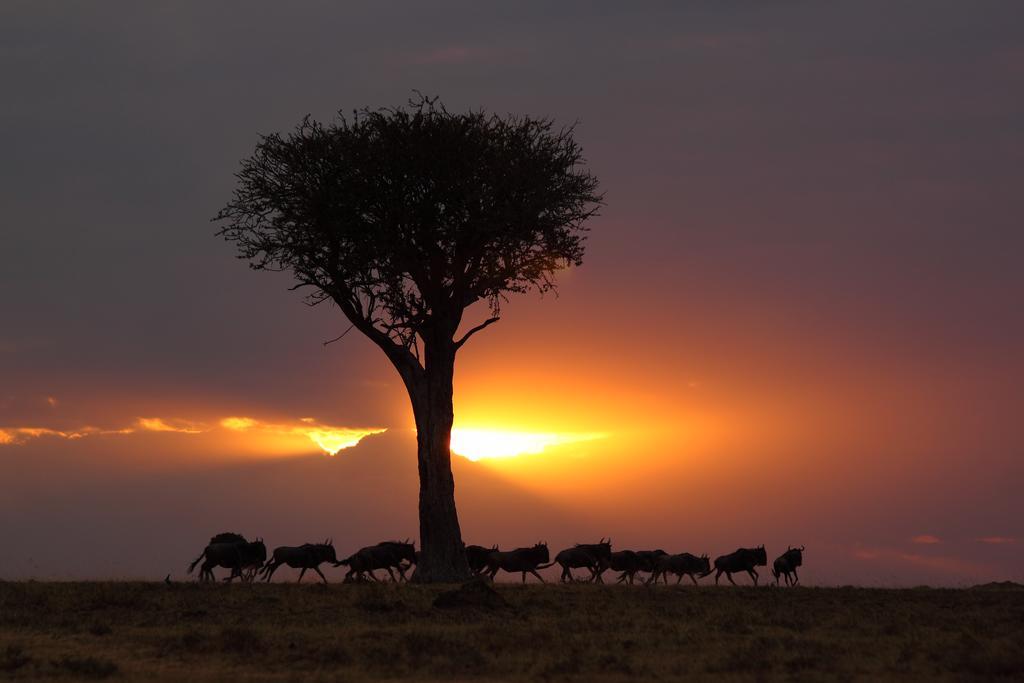 Loyk Mara Luxury Camp Maasai Mara Exterior foto